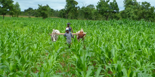 Agriculture familiale